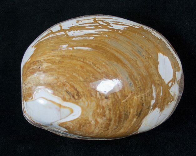 Wide Polished Fossil Clam - Jurassic #16062